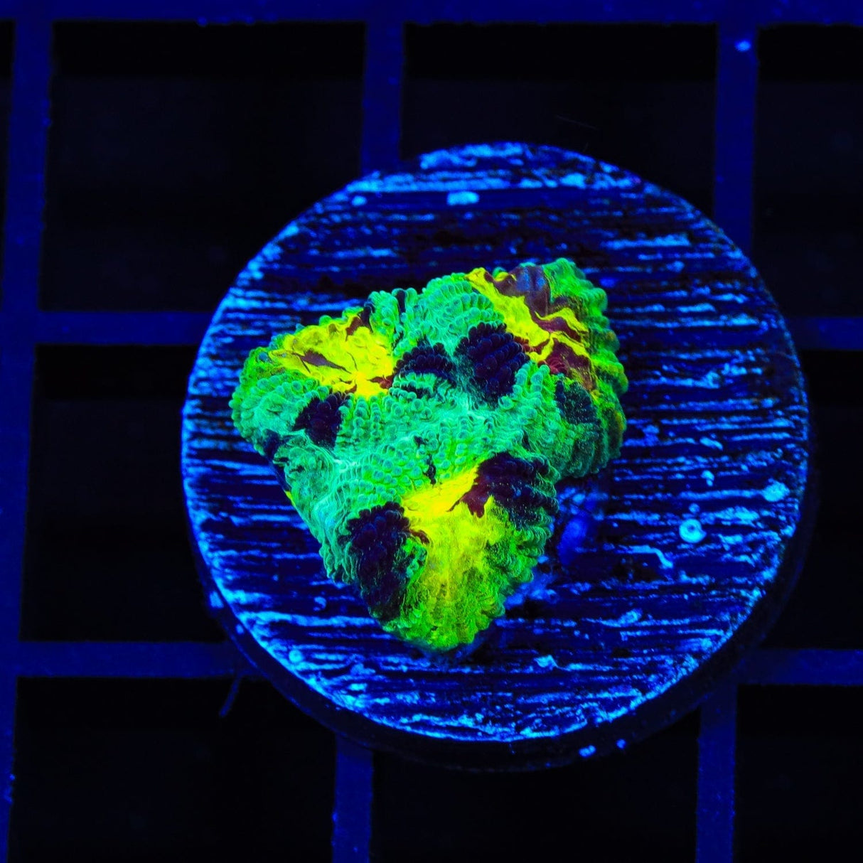 TSA Watergate Salad Favia Coral