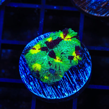 TSA Watergate Salad Favia Coral