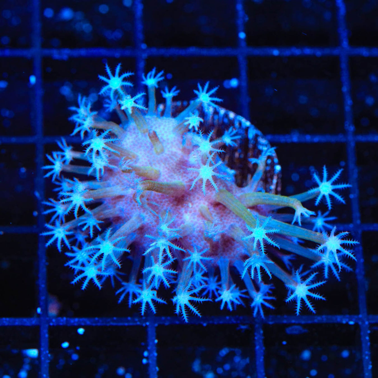 TSA Weeping Willow Toadstool Coral