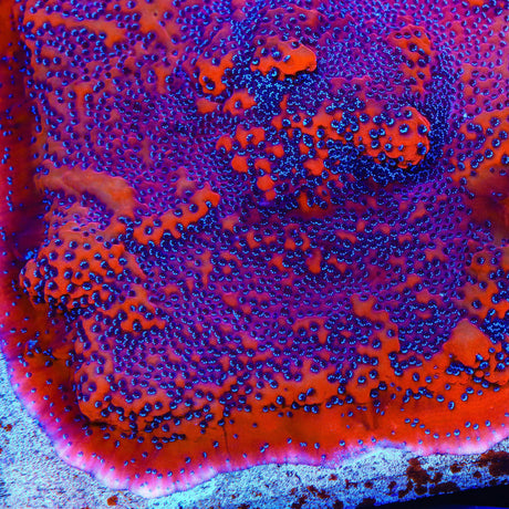 TSA Where's Waldo Montipora Coral