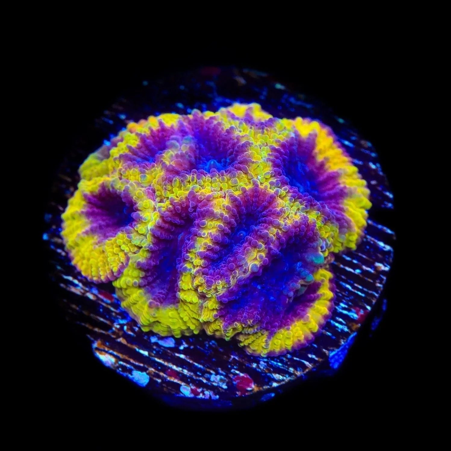 TSA Wolverine Favia Coral – Top Shelf Aquatics