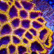 TSA Wolverine Favia Coral