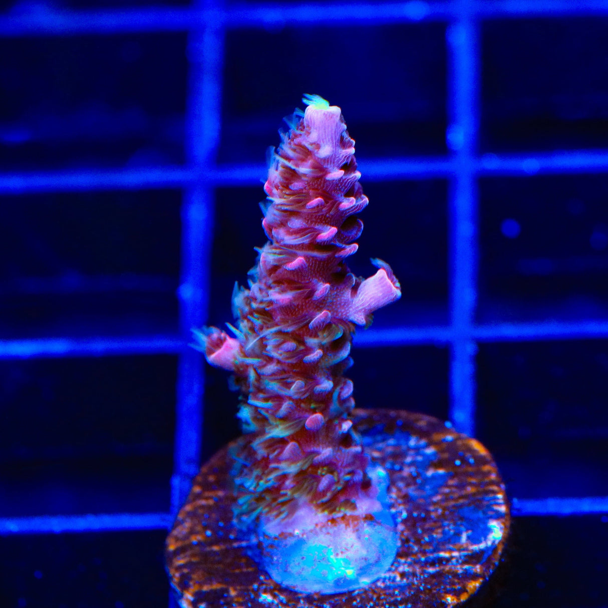 TSA Woolly Mammoth Acropora Coral