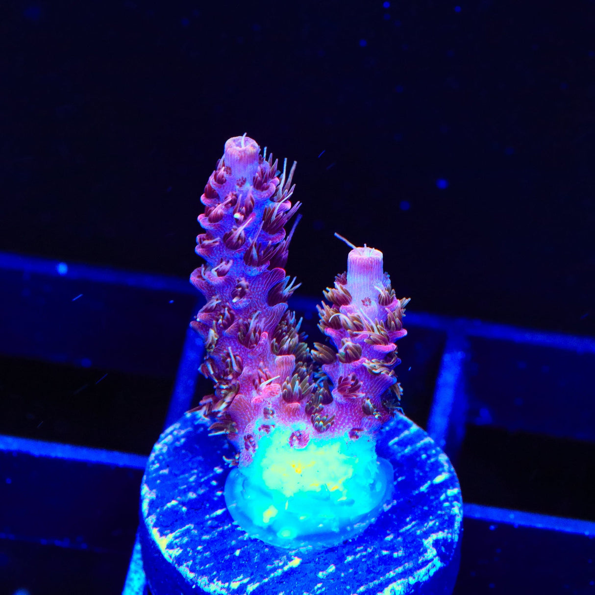 TSA Woolly Mammoth Acropora Coral