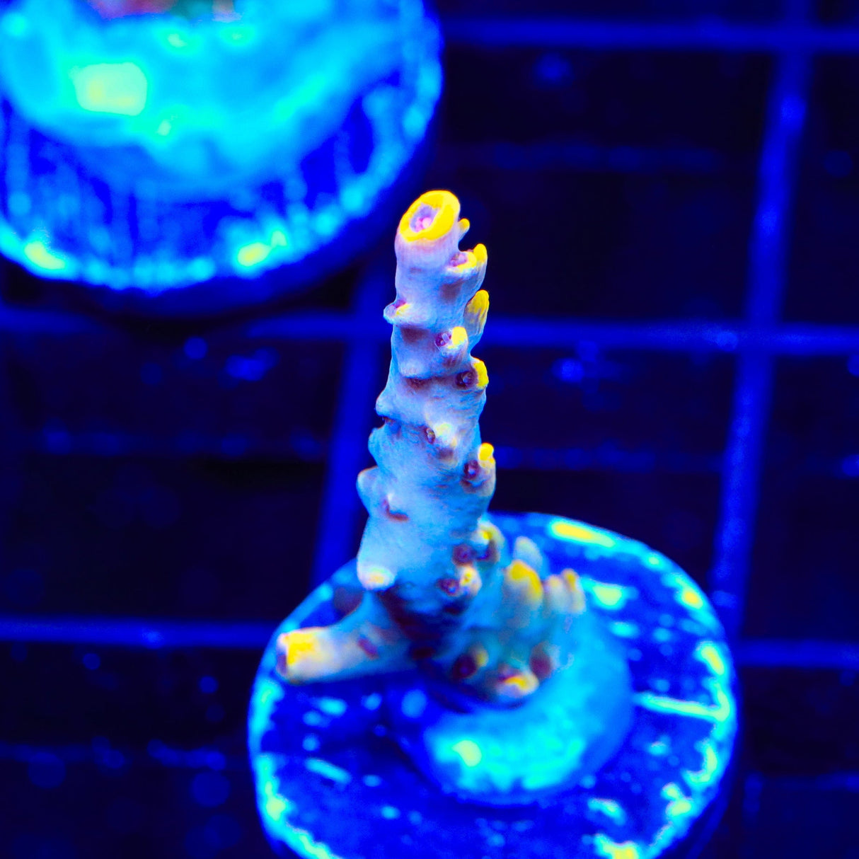 TSA Yellow Fever Acropora Coral