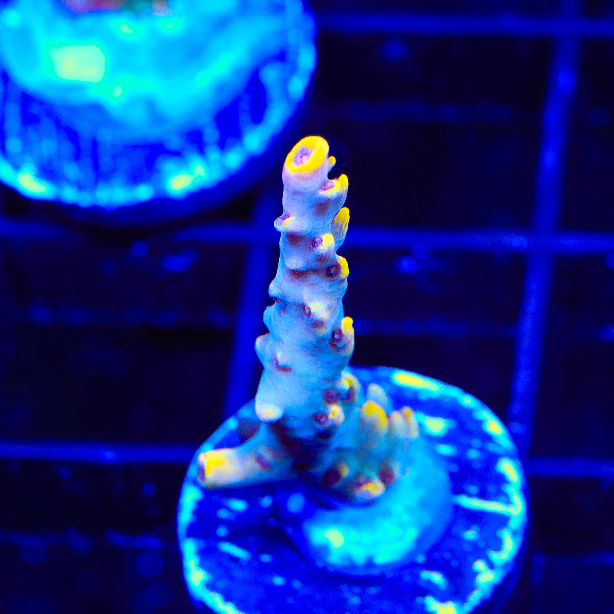 TSA Yellow Fever Acropora Coral