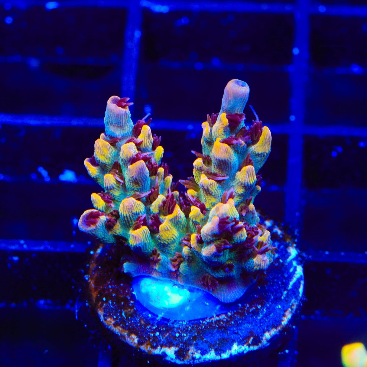 TSA Yellow Fever Acropora Coral