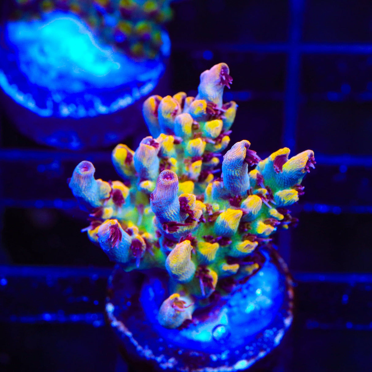 TSA Yellow Fever Acropora Coral