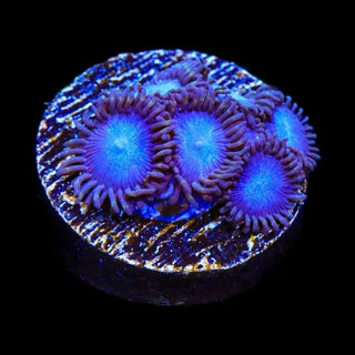 Tubbs Blue Zoanthids Coral