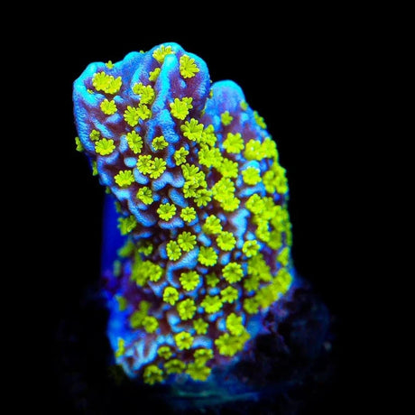 Tubbs Stellata Montipora Coral
