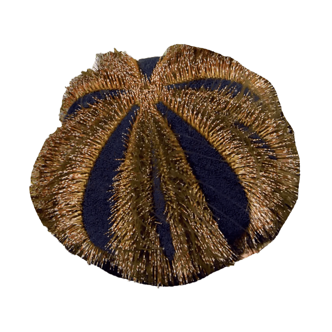 Tuxedo Urchin