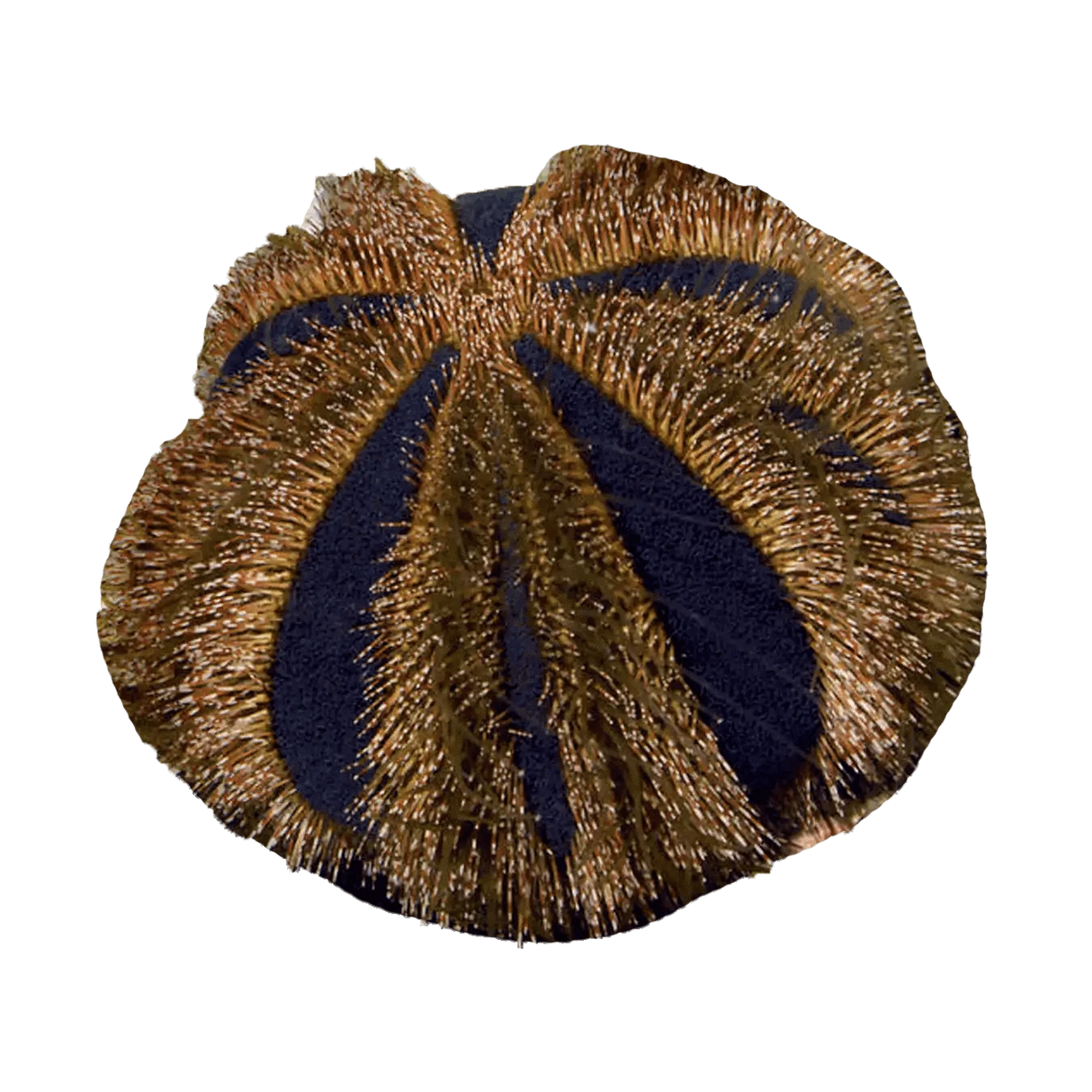 Tuxedo Urchin – Mespilia globulus