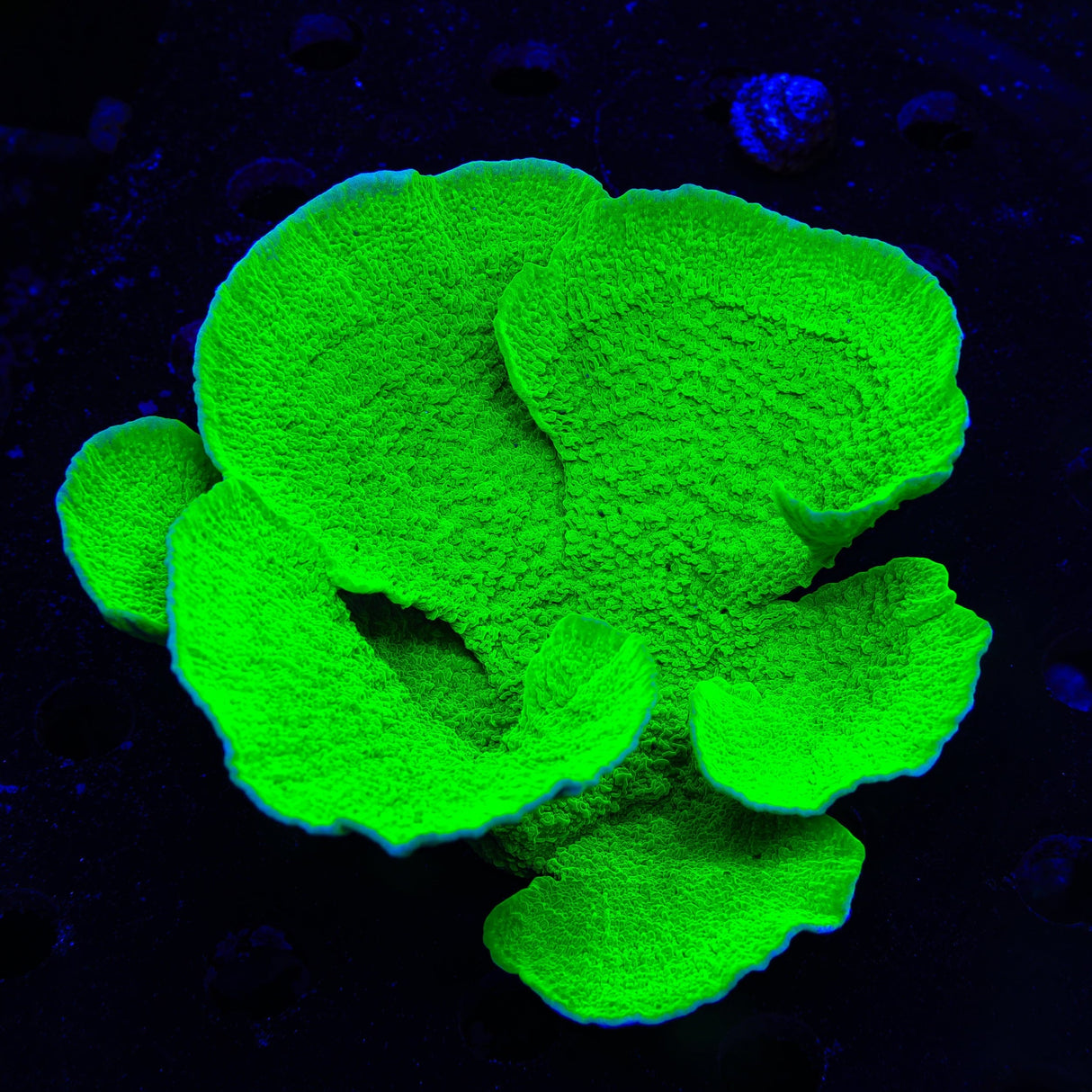 Tyree Aequituberculata Montipora Cap Colony Coral