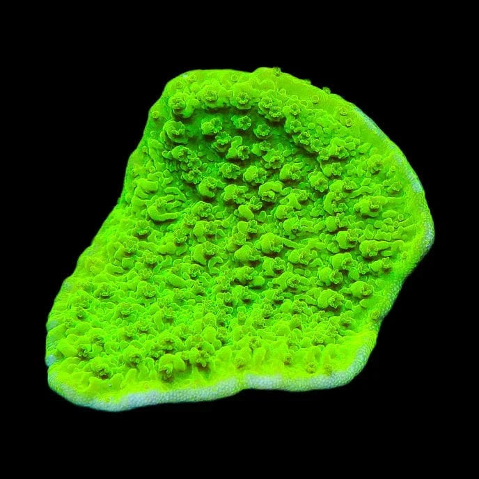 Tyree Toxic Aequituberculata Montipora Cap Coral – Top Shelf Aquatics