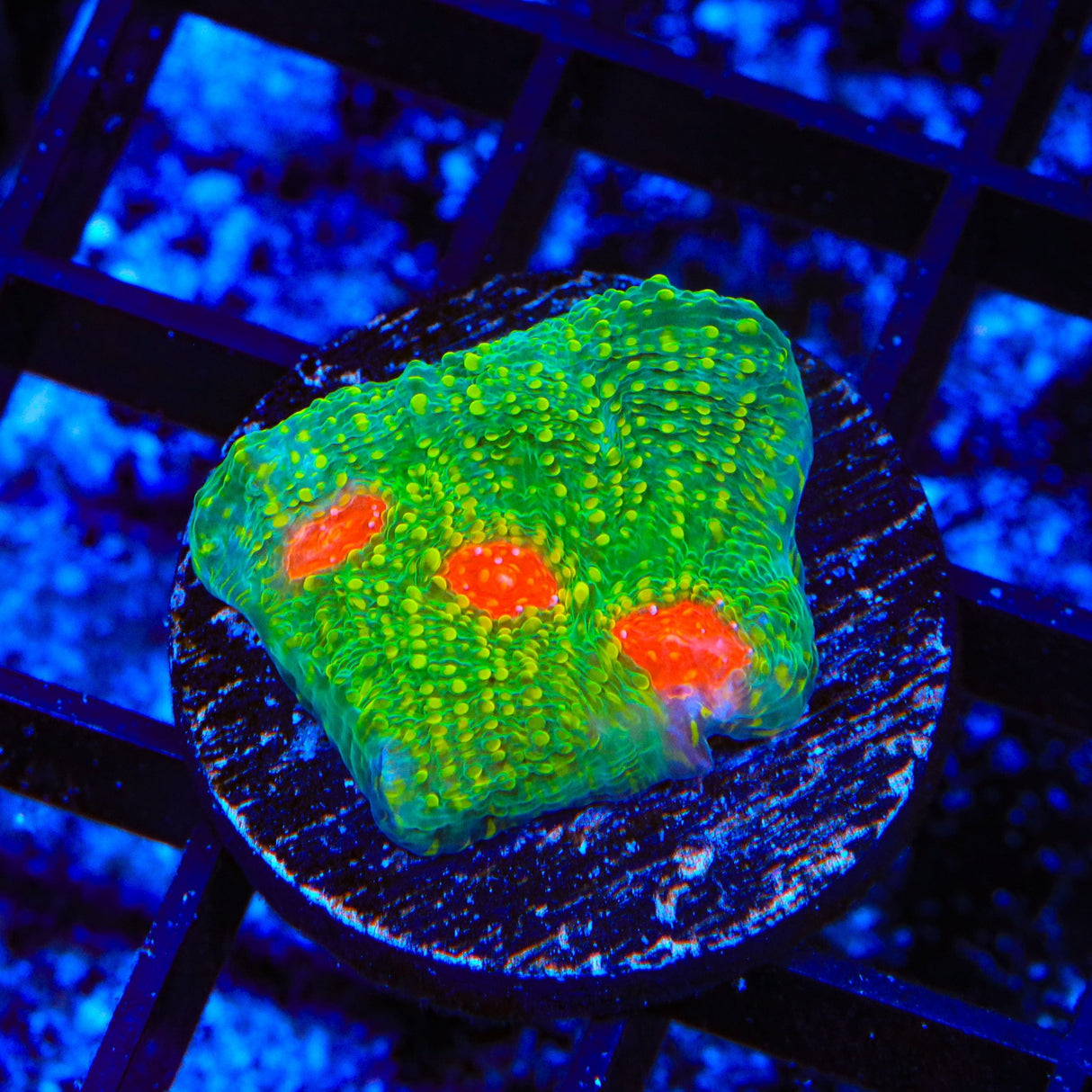 Tyree Bubblegum Monster Chalice Coral