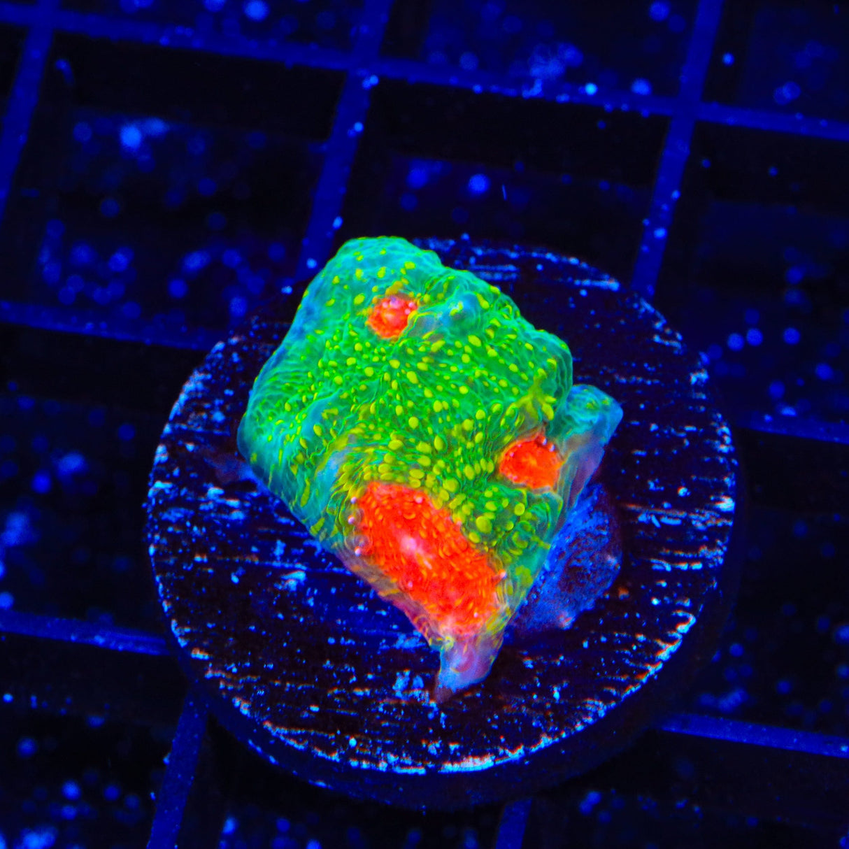 Tyree Bubblegum Monster Chalice Coral