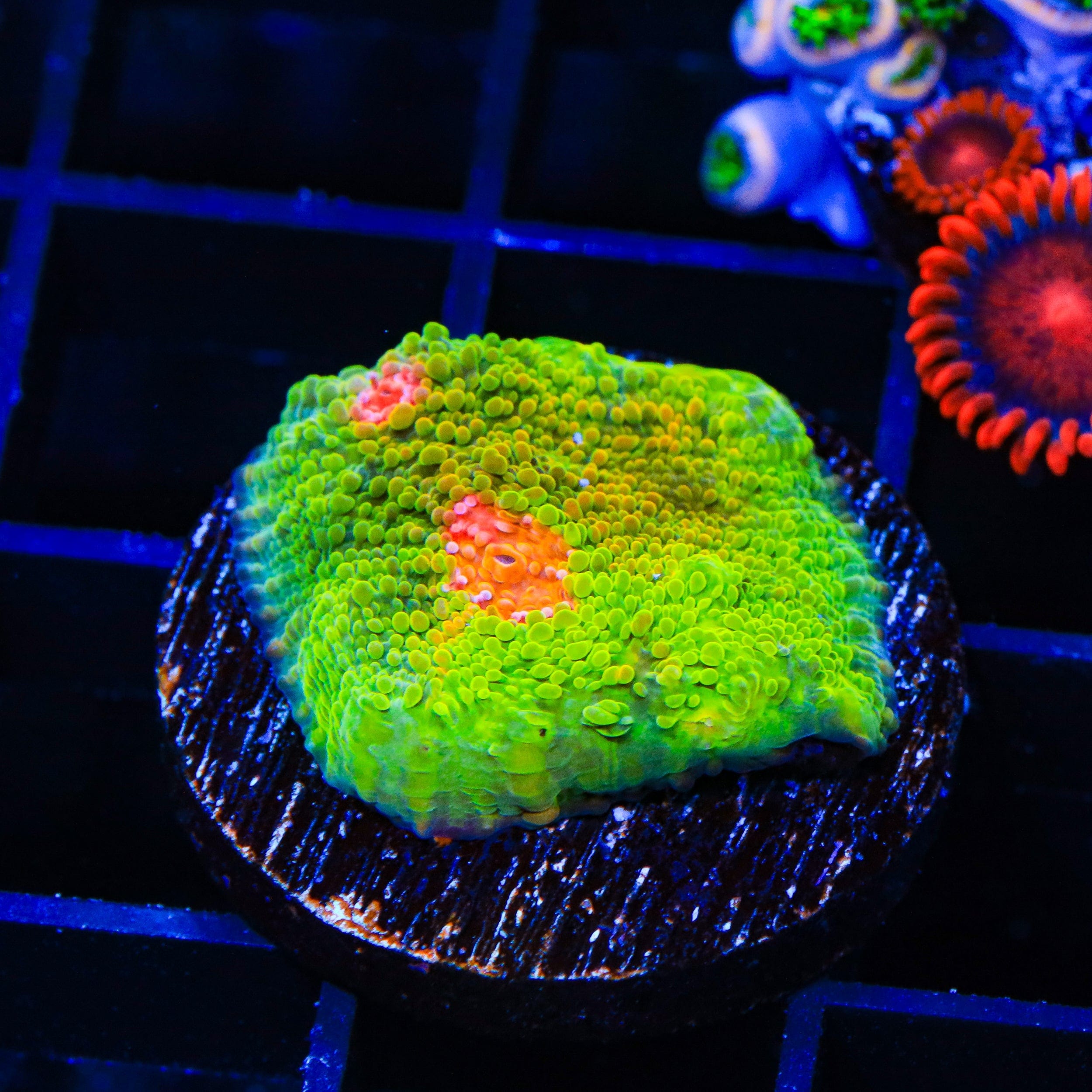 Tyree Bubblegum Monster Chalice Coral