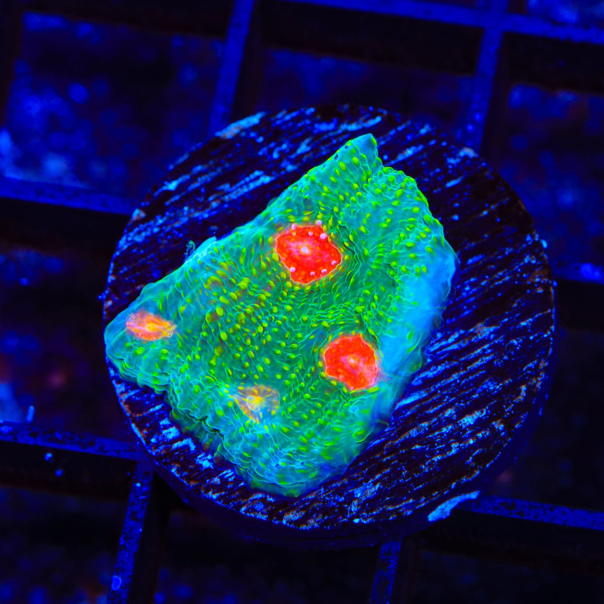 Tyree Bubblegum Monster Chalice Coral