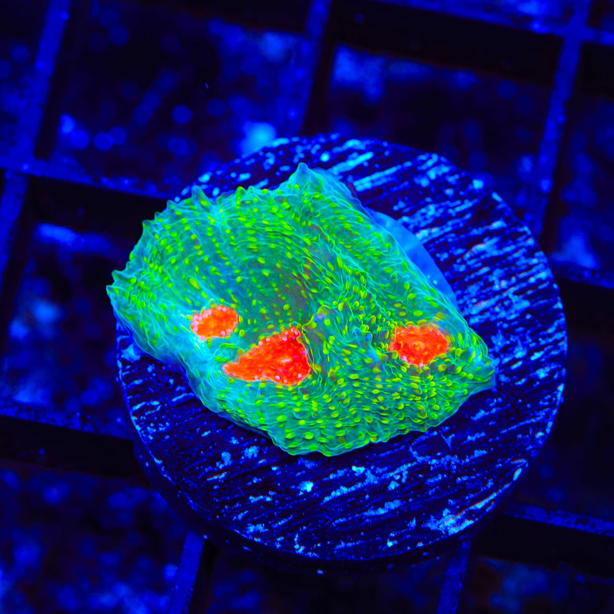 Tyree Bubblegum Monster Chalice Coral