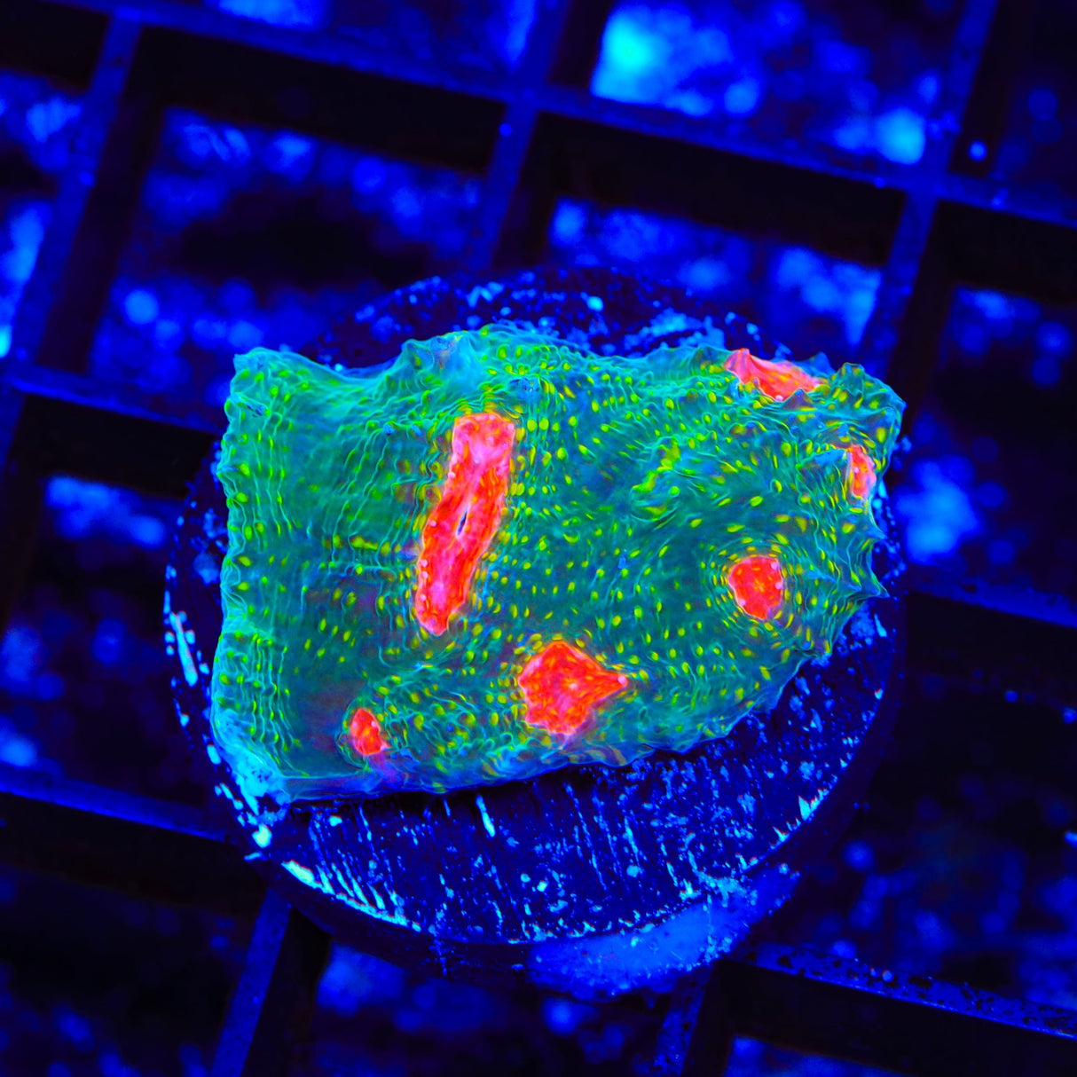 Tyree Bubblegum Monster Chalice Coral