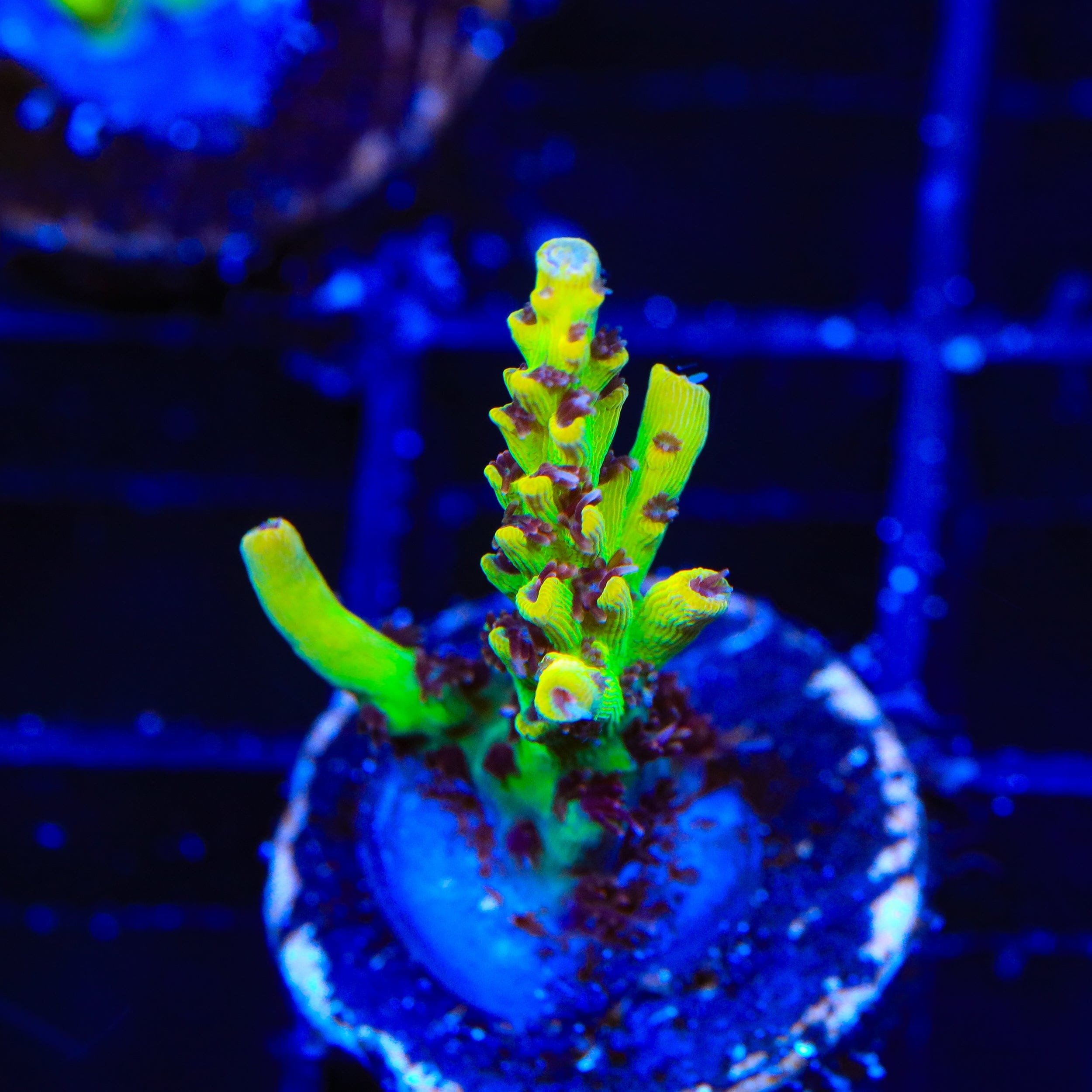 Tyree Pink Lemonade Acropora Coral