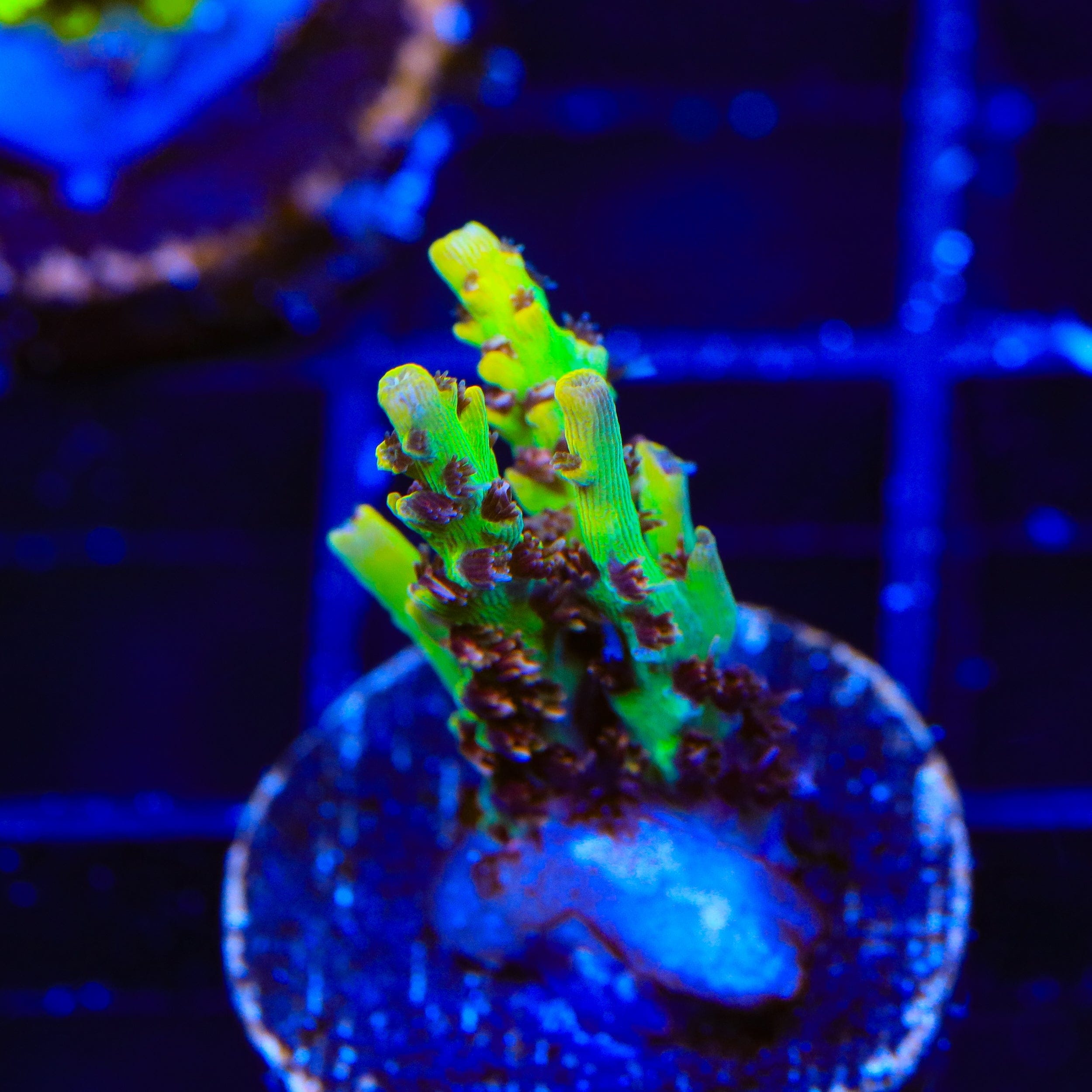 Tyree Pink Lemonade Acropora Coral