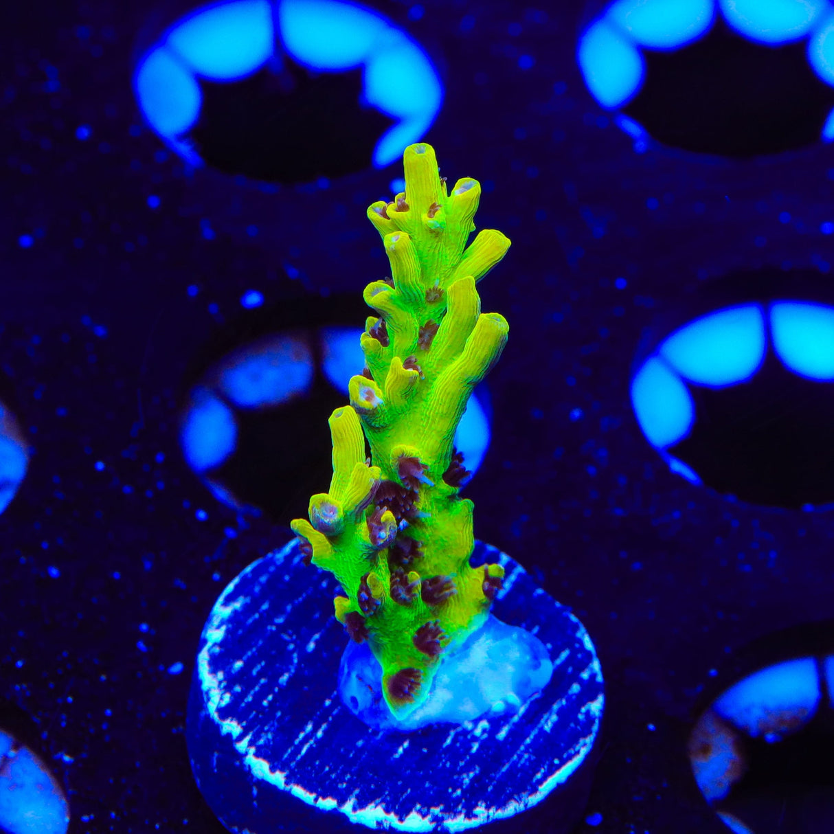 Tyree Pink Lemonade Acropora Coral