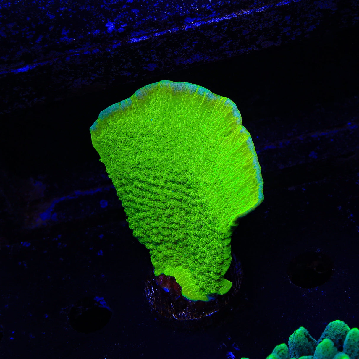 Tyree Toxic Green Aequituberculata Montipora Cap XL Frag Coral