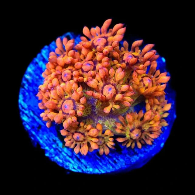 UC Amazeballs Goniopora Coral
