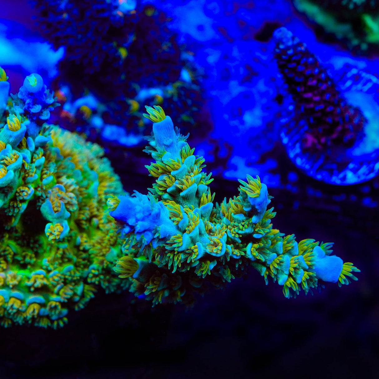 UC Donna Tenuis Acropora Coral