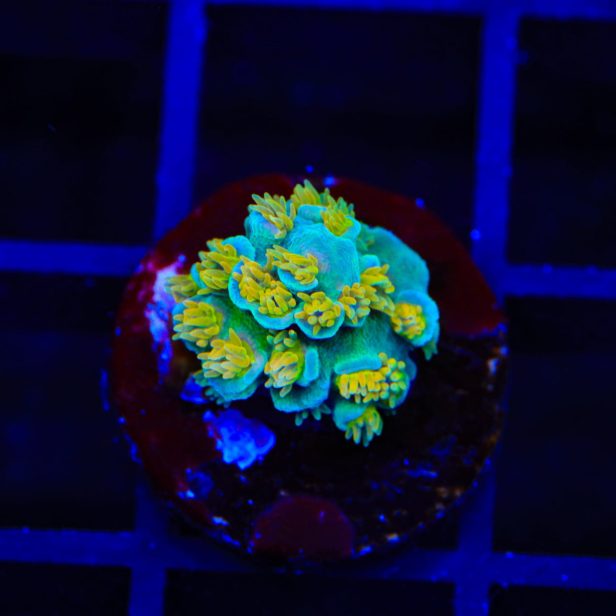 UC Donna Tenuis Acropora Coral
