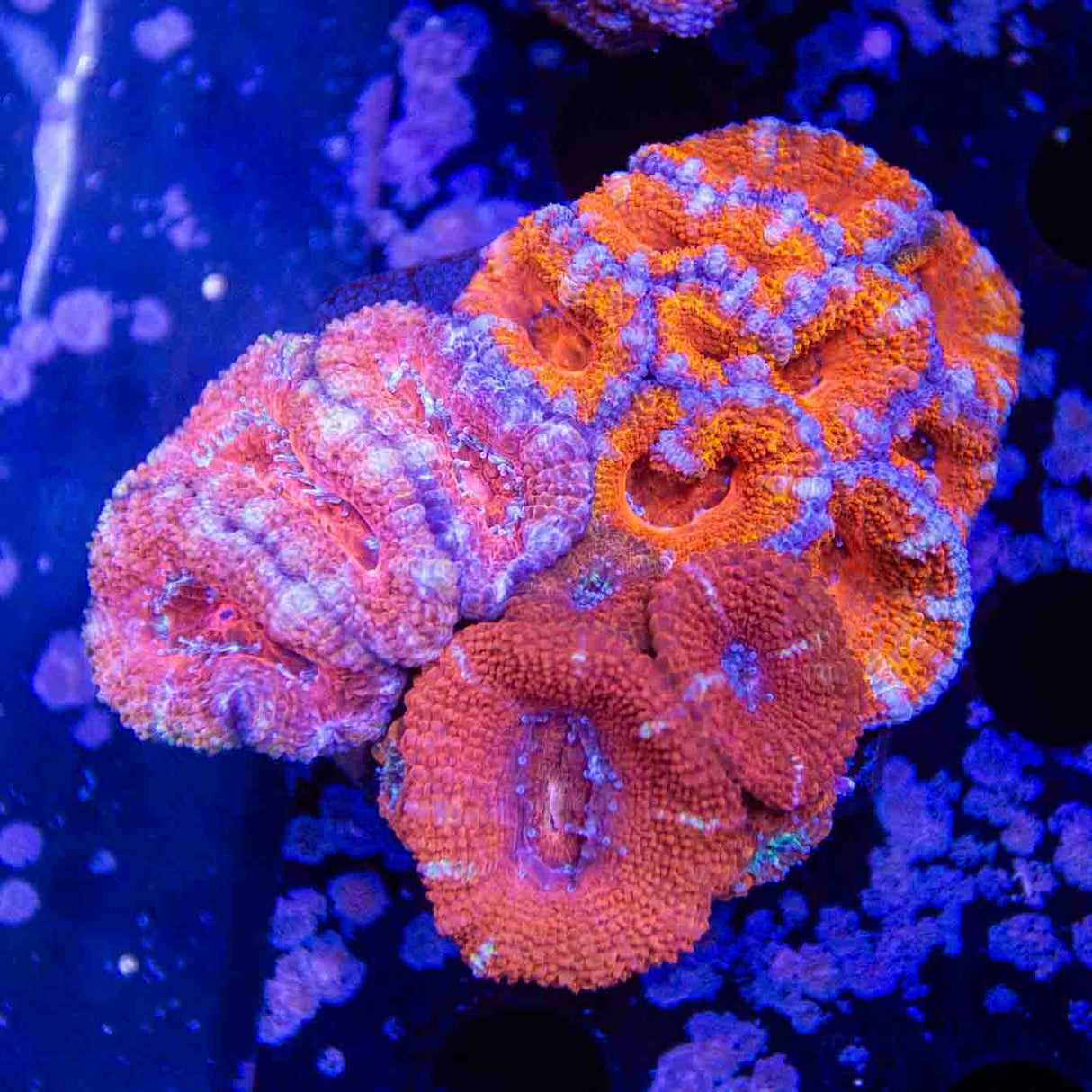 Ultra Acan Colony Coral