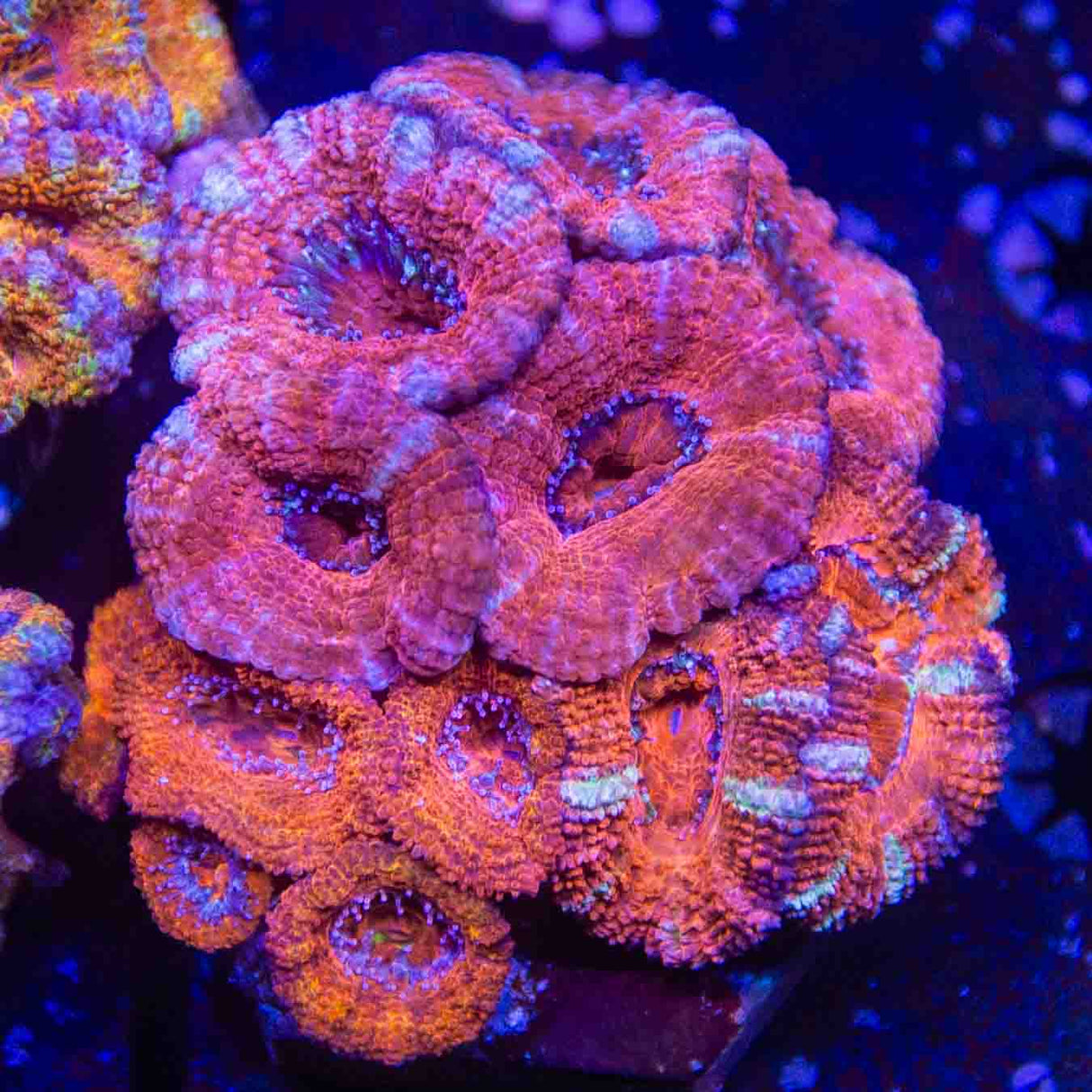 Ultra Acan Colony Coral