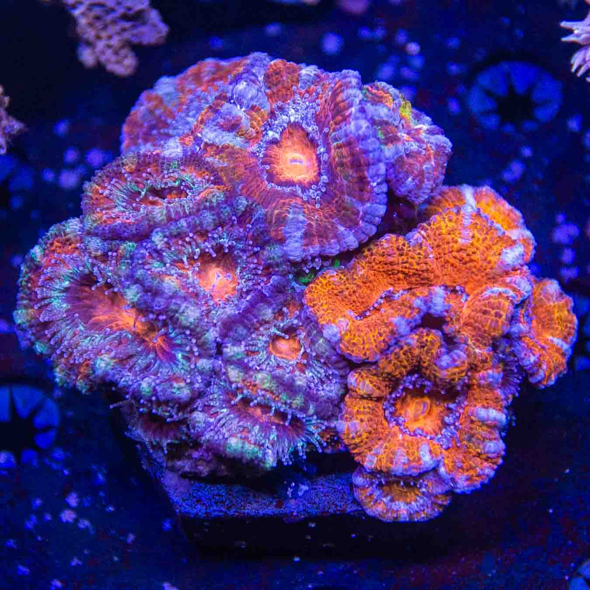 Ultra Acan Colony Coral