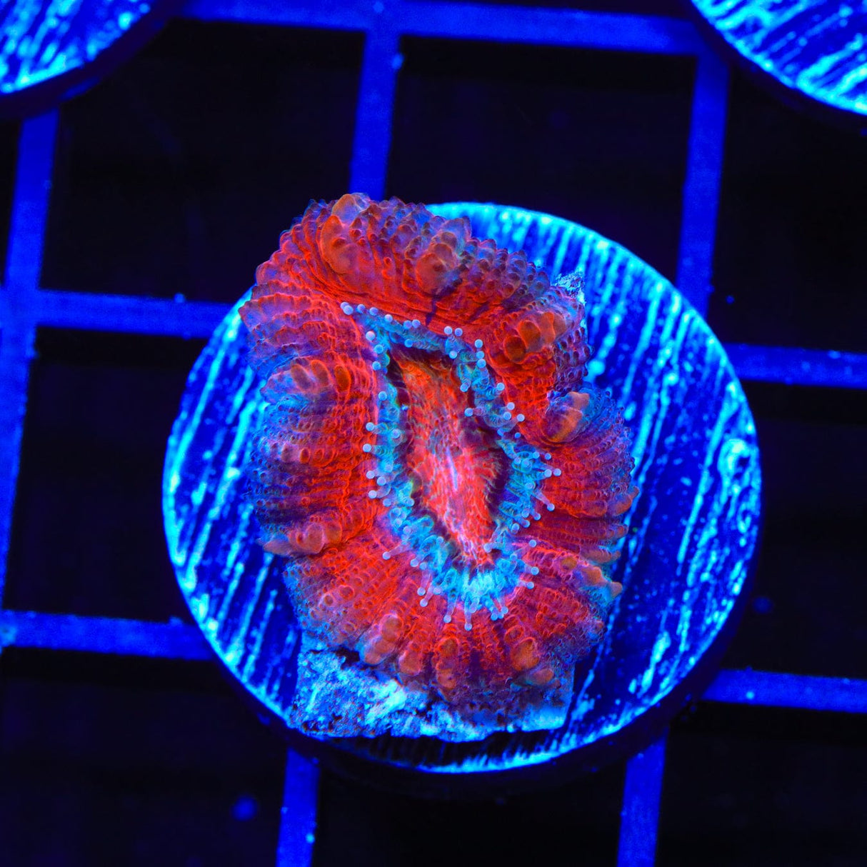 Ultra Acan Coral
