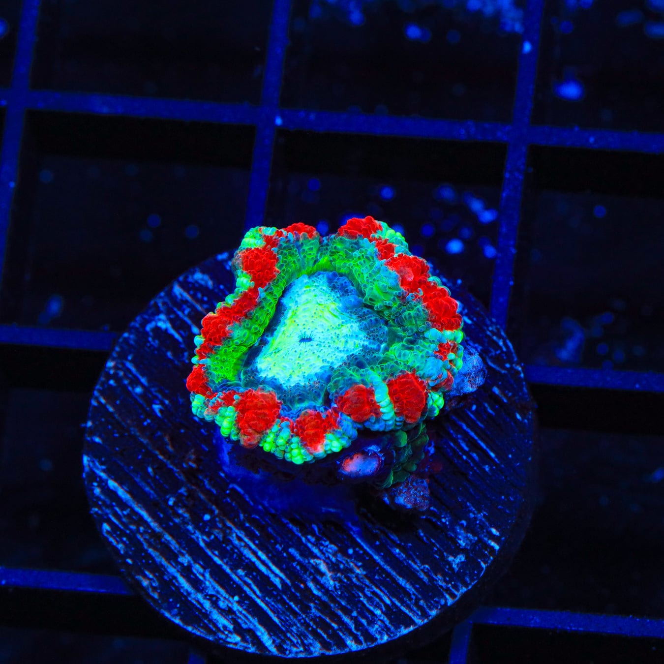 Ultra Acan Coral
