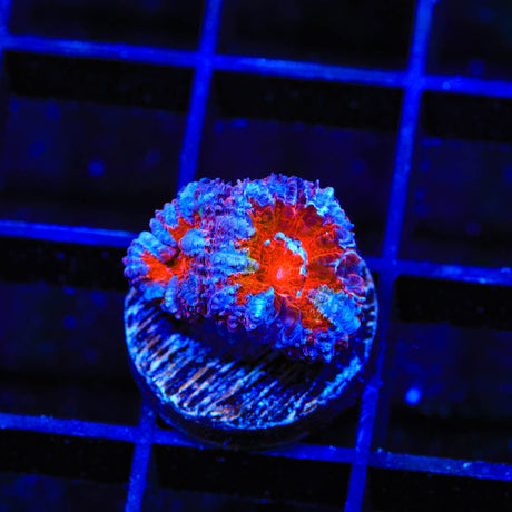 Ultra Acan Coral