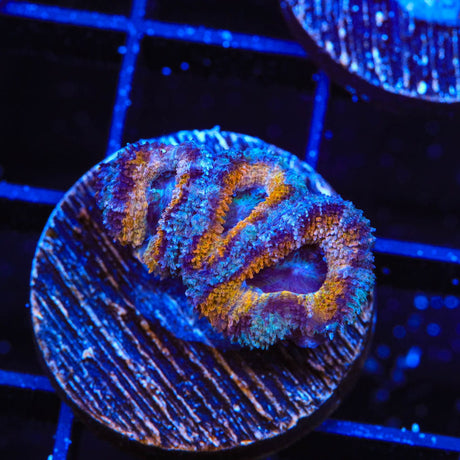 Ultra Acan Coral