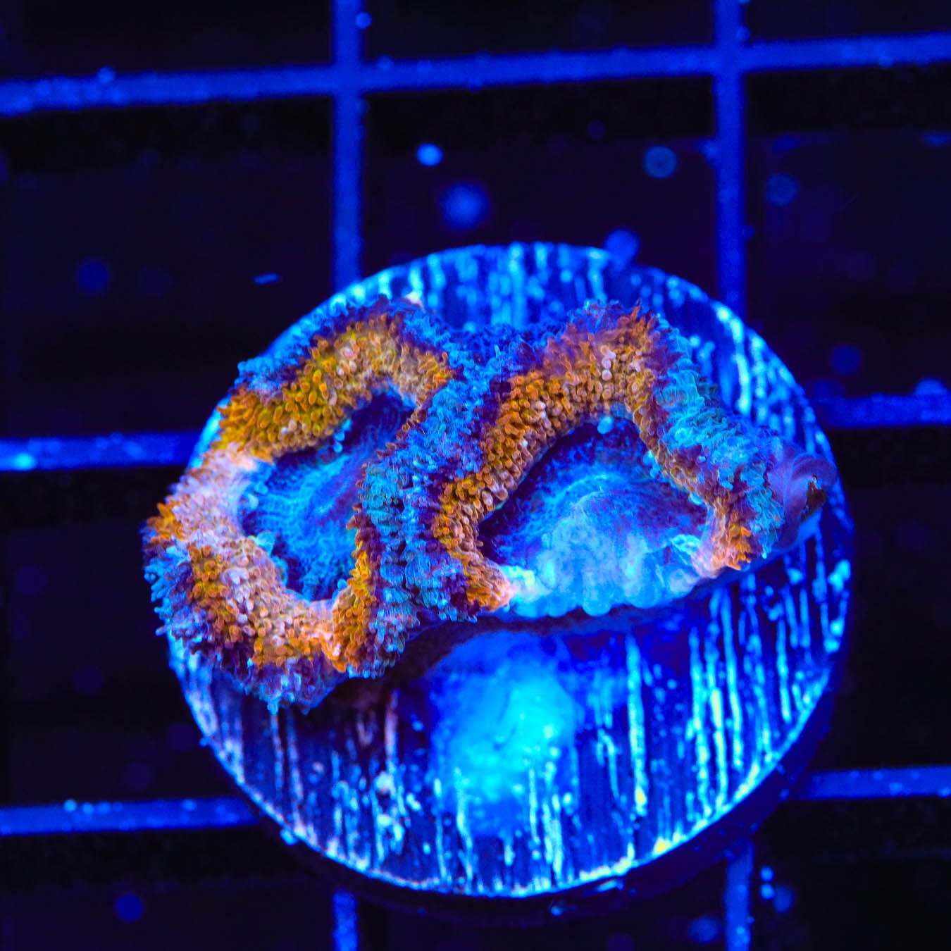 Ultra Acan Coral