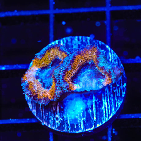 Ultra Acan Coral