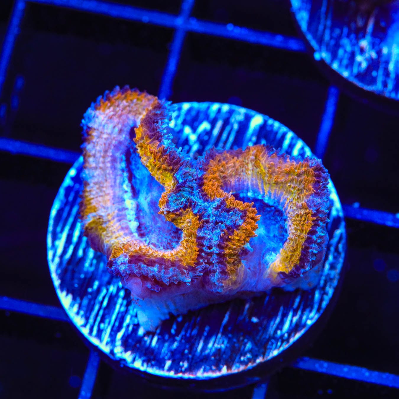Ultra Acan Coral