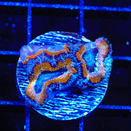 Ultra Acan Coral