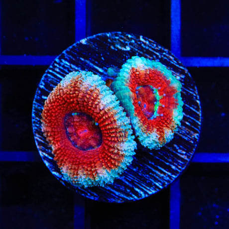 Ultra Acan Coral