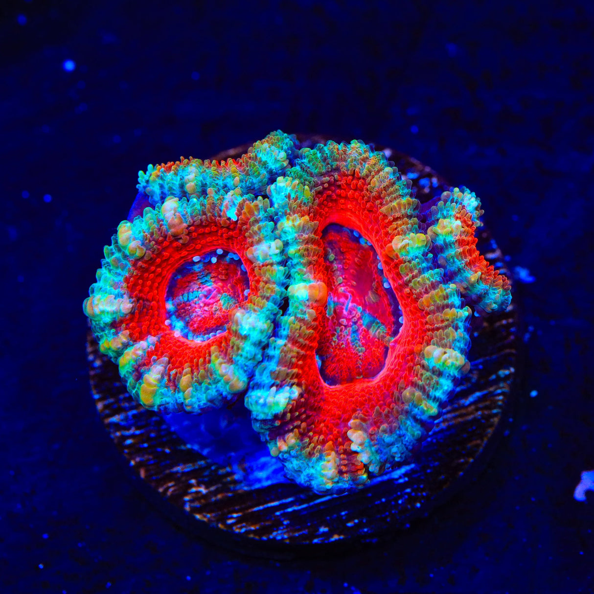 Ultra Acan Coral