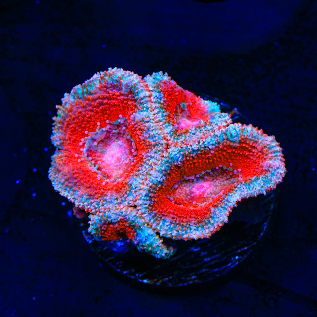 Ultra Acan Coral