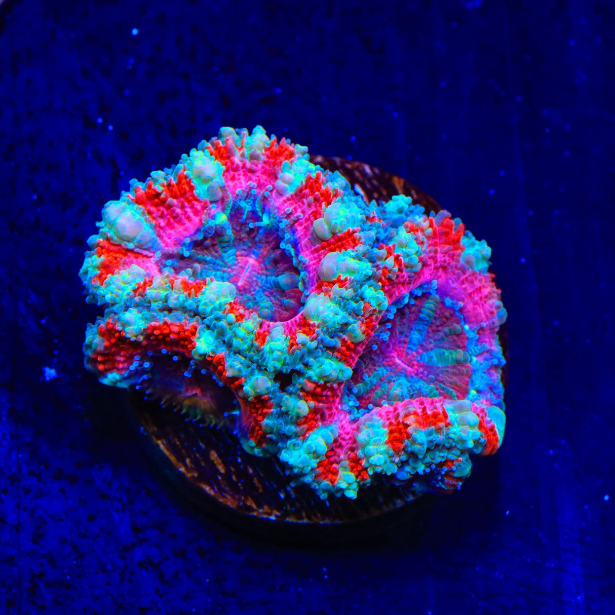Ultra Acan Coral