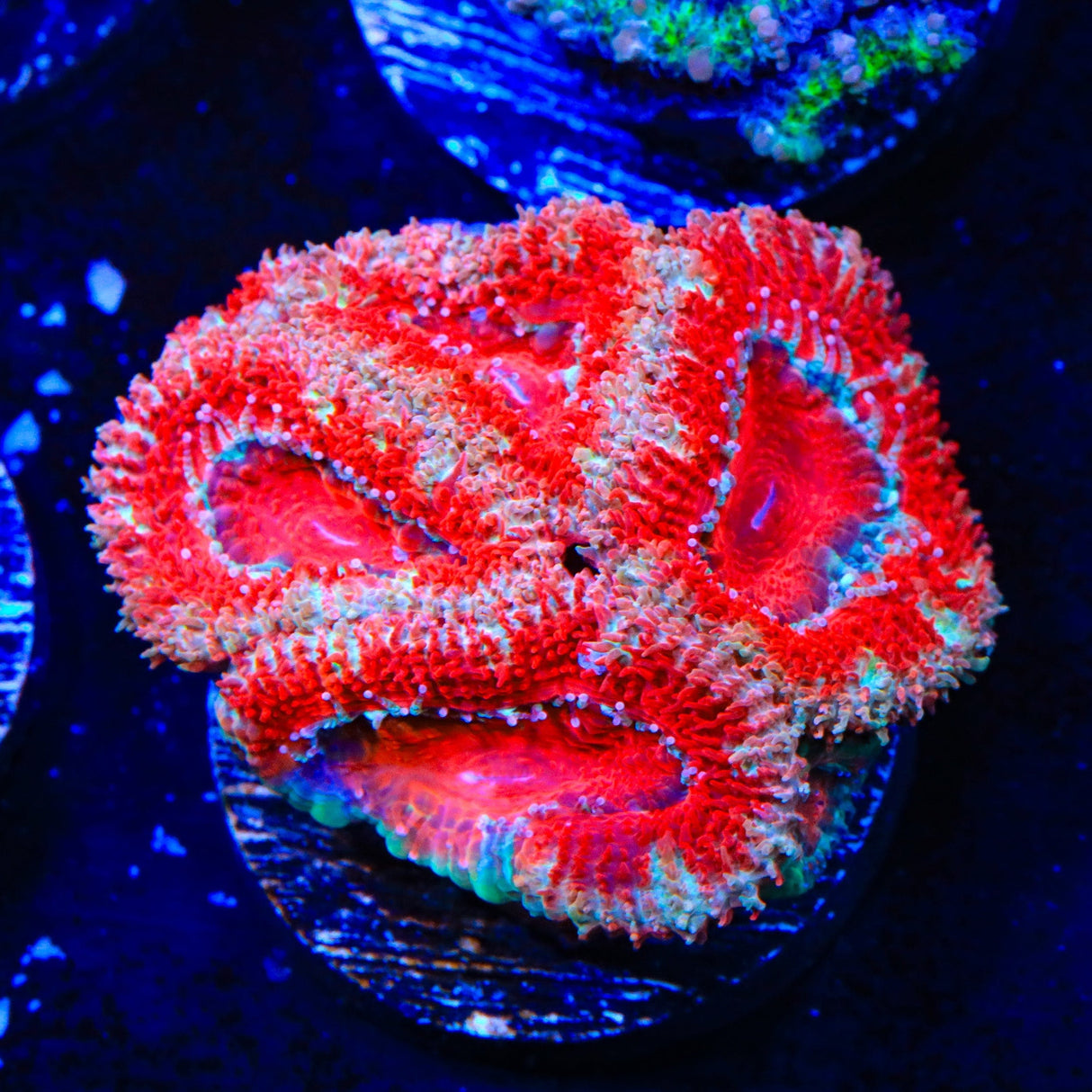 Ultra Acan Coral