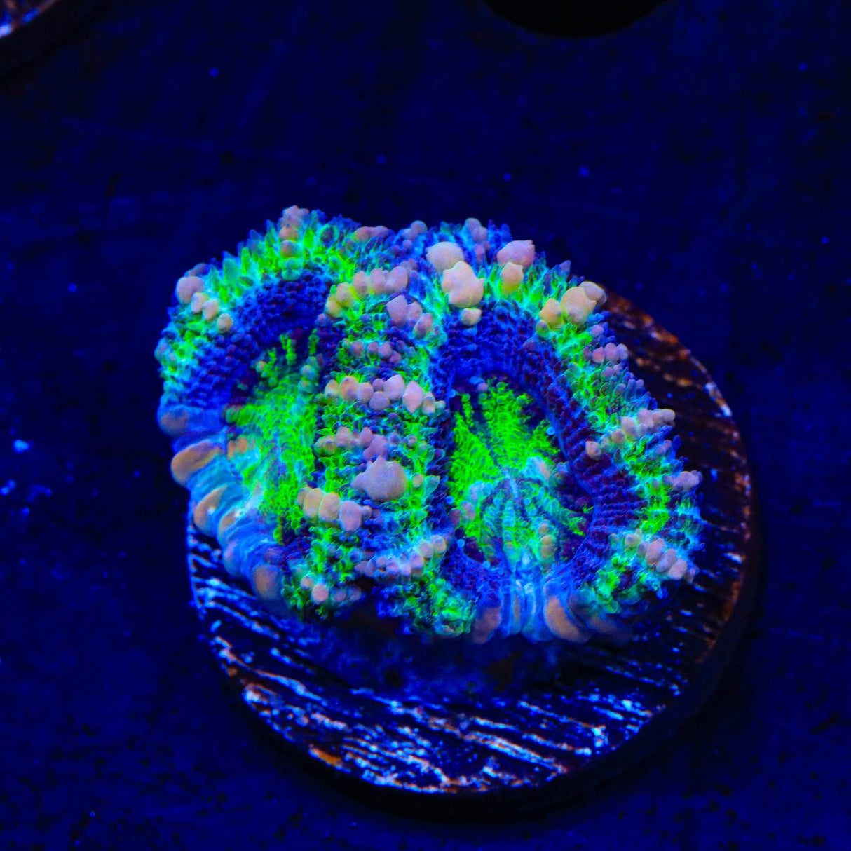 Ultra Acan Coral