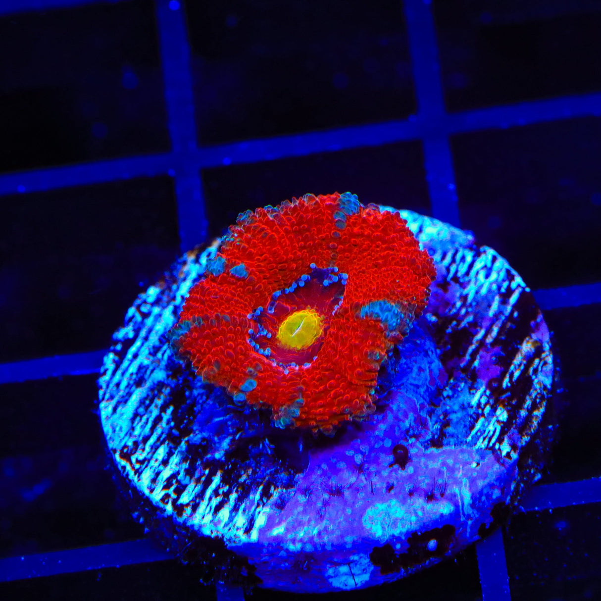 Ultra Acan Coral