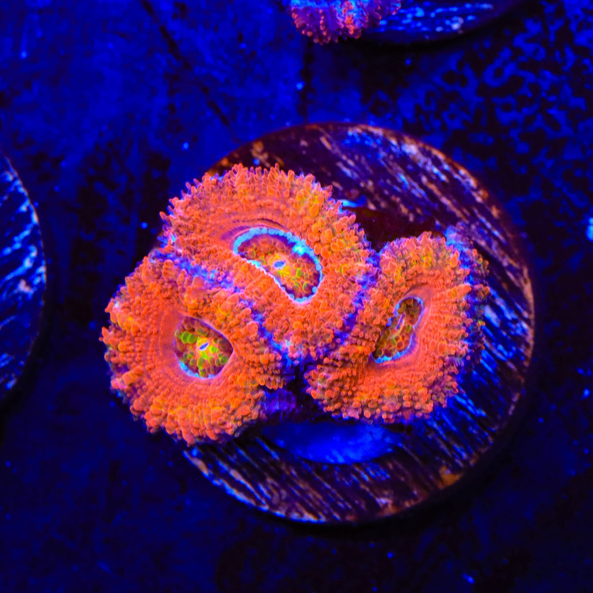 Ultra Acan Coral
